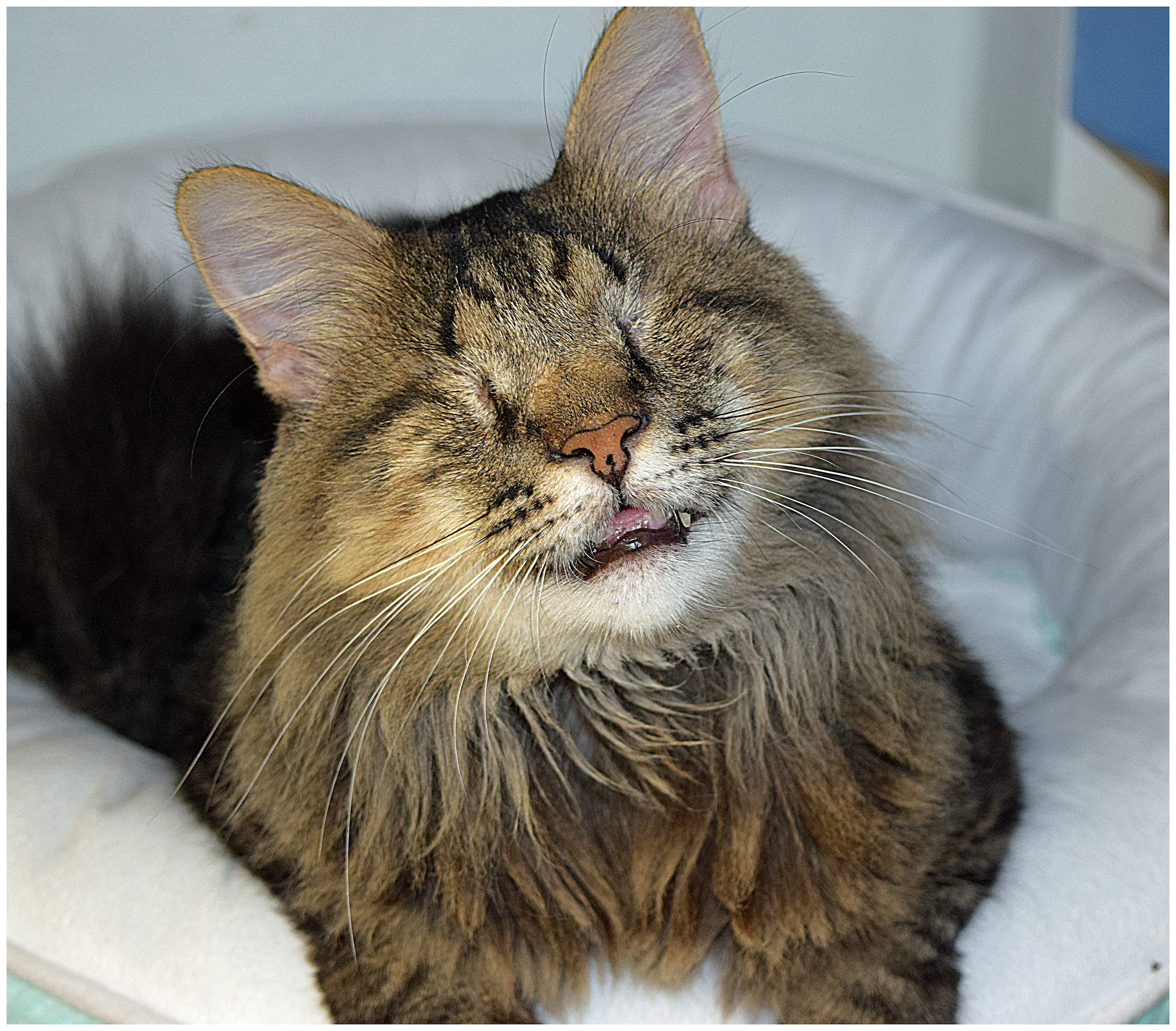 Blind Cat Rescue & Sanctuary