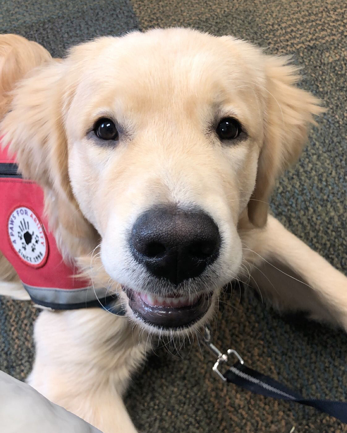 4 Paws for Ability